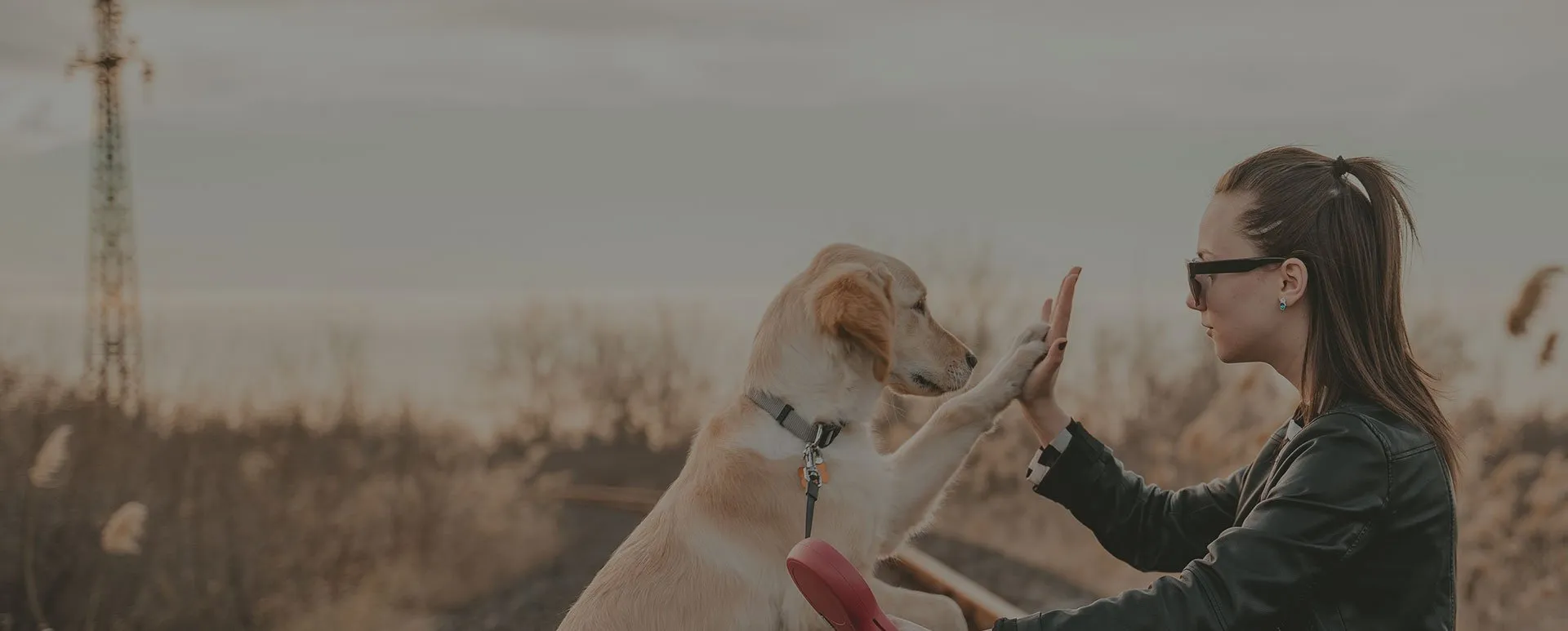 Woman giving a dog a high five