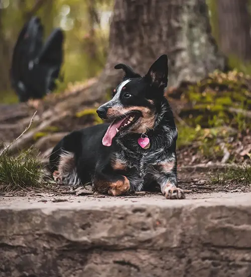 Dog with brown and black fur lying down