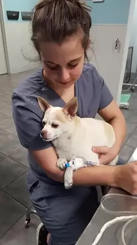 Veterinarian holding a senior dog