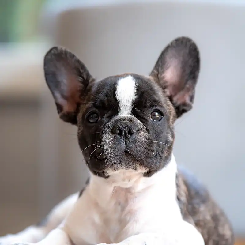 Grey and white dog