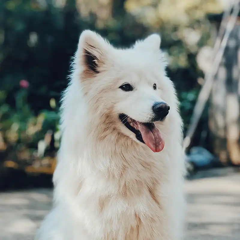 Happy white dog