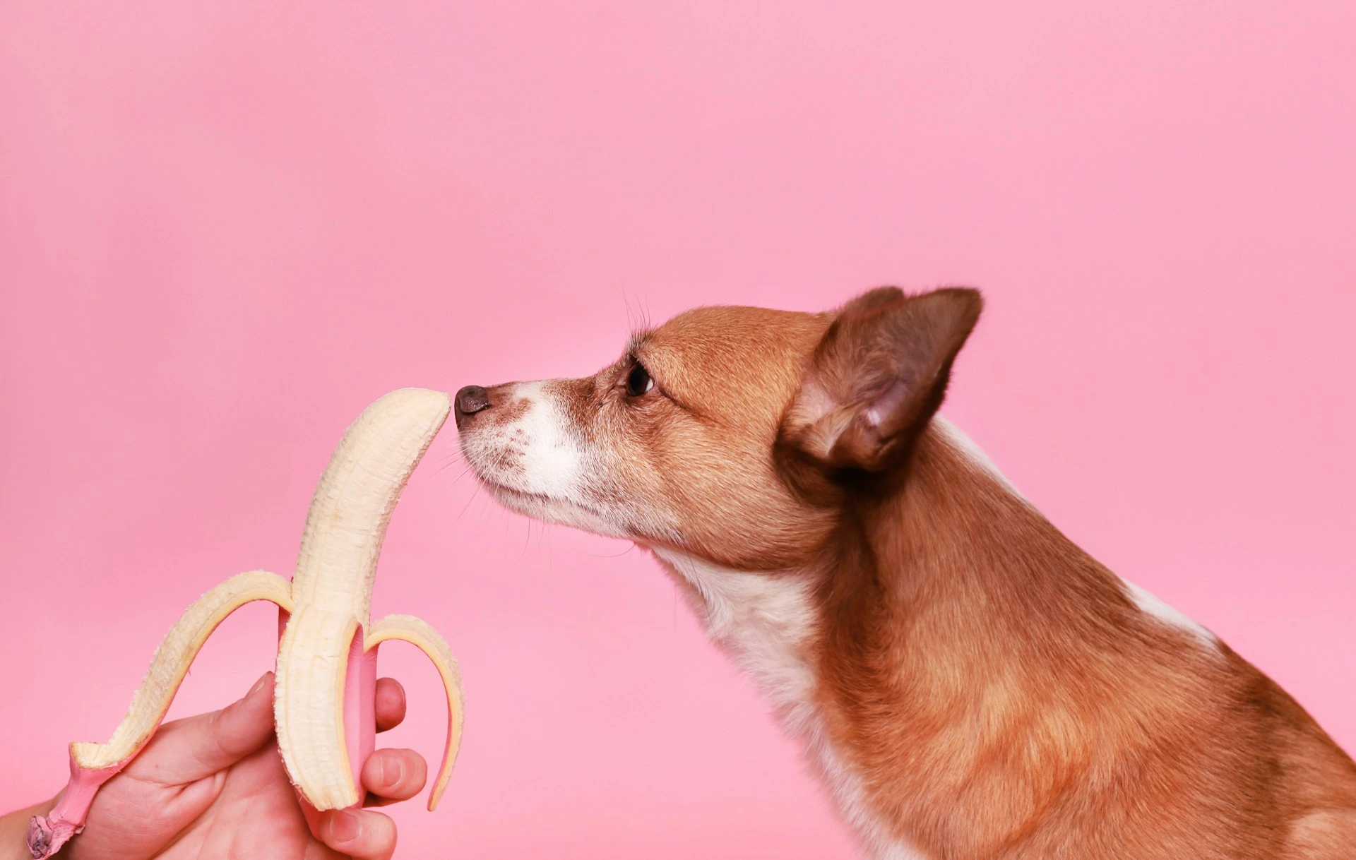 A small brown and white dog sniffing a partially peeled banana held by a person's hand, against a pink background.