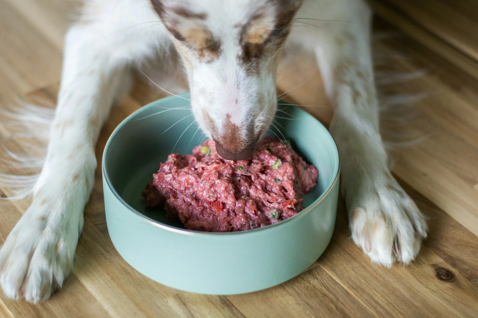 A white and brown dog eating raw meat and vegetables from a mint green bowl on a wooden floor.