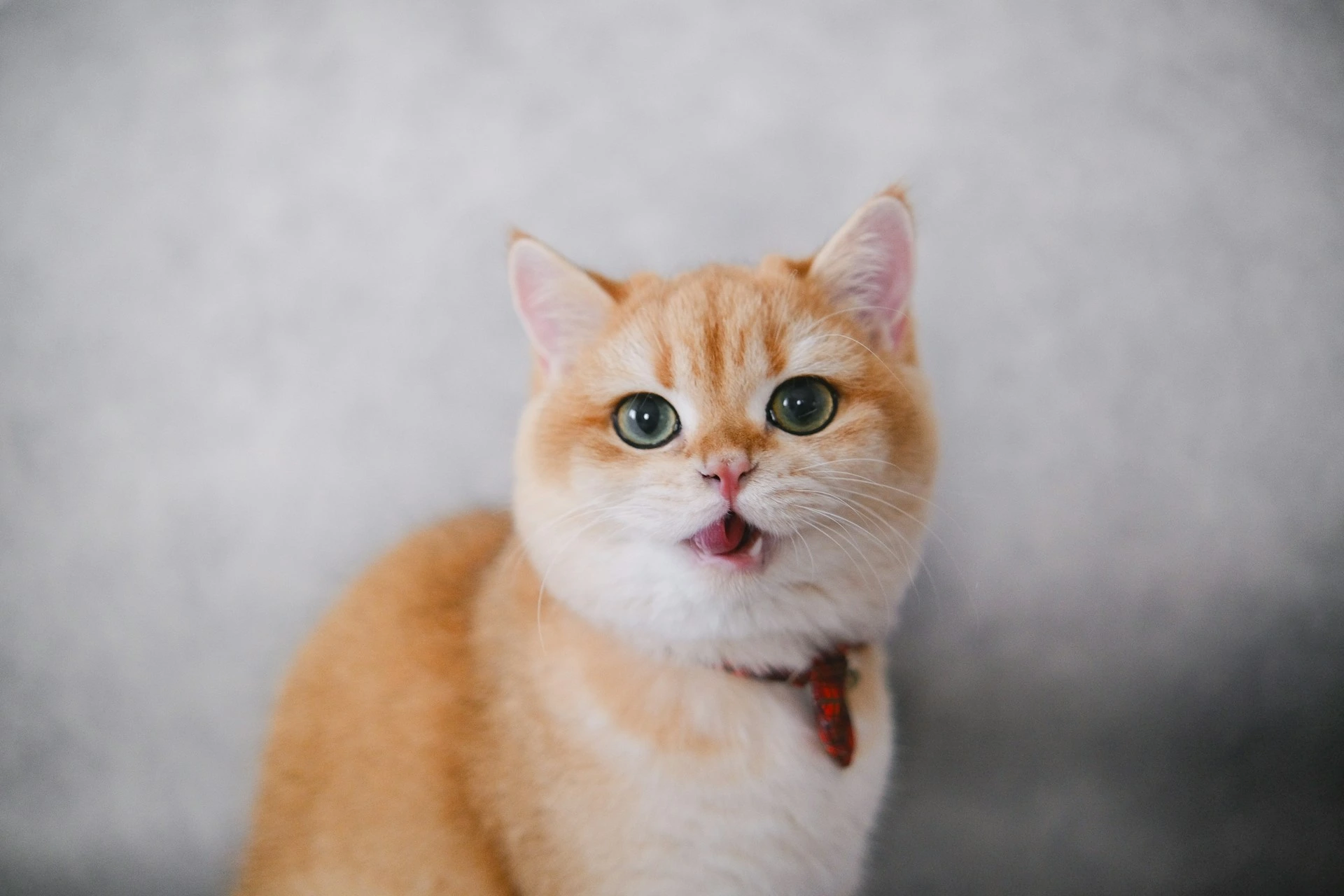 A ginger and white cat with wide green eyes and a slightly open mouth.