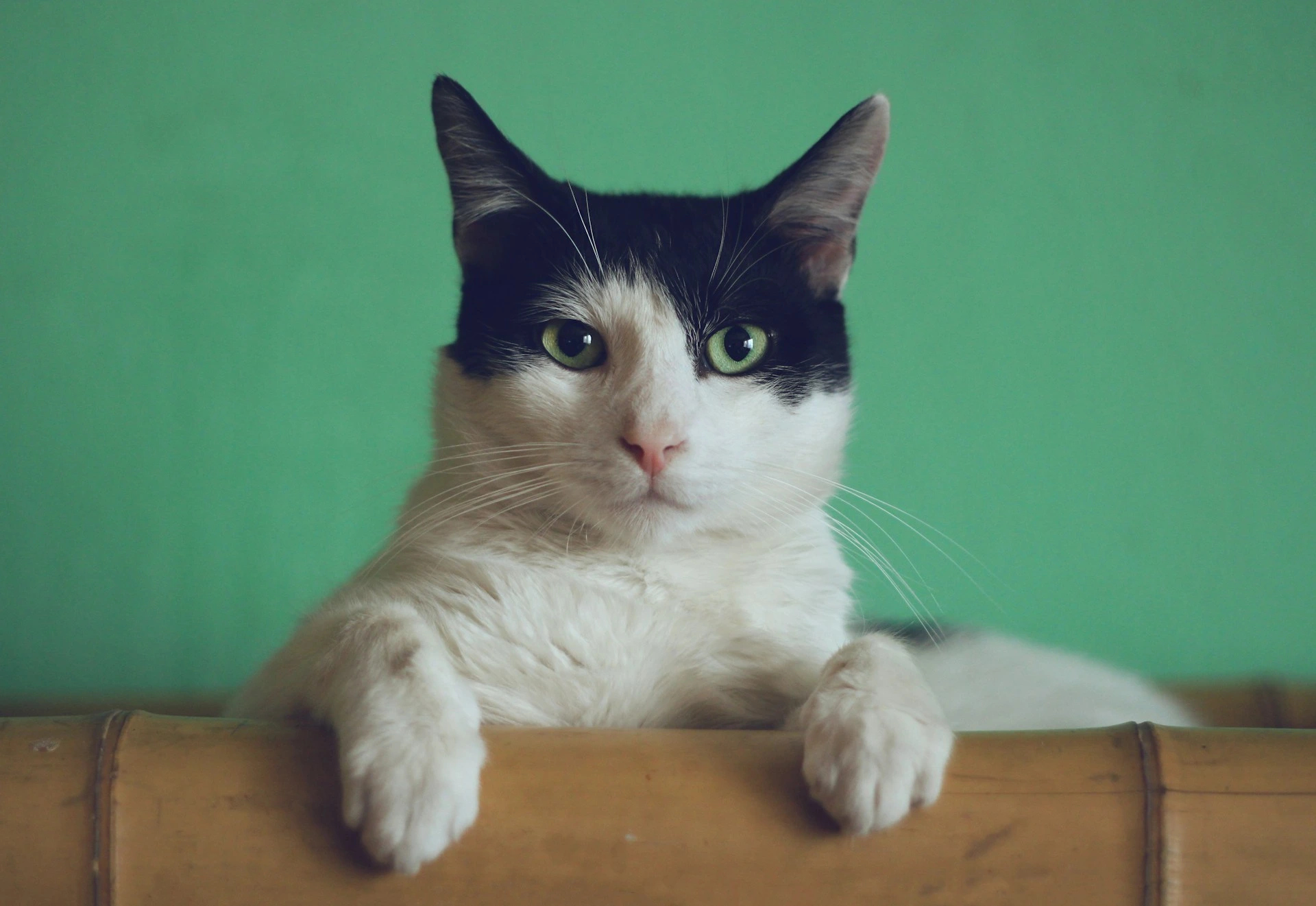 A black and white cat with green eyes resting its paws on a wooden barrier against a teal wall.