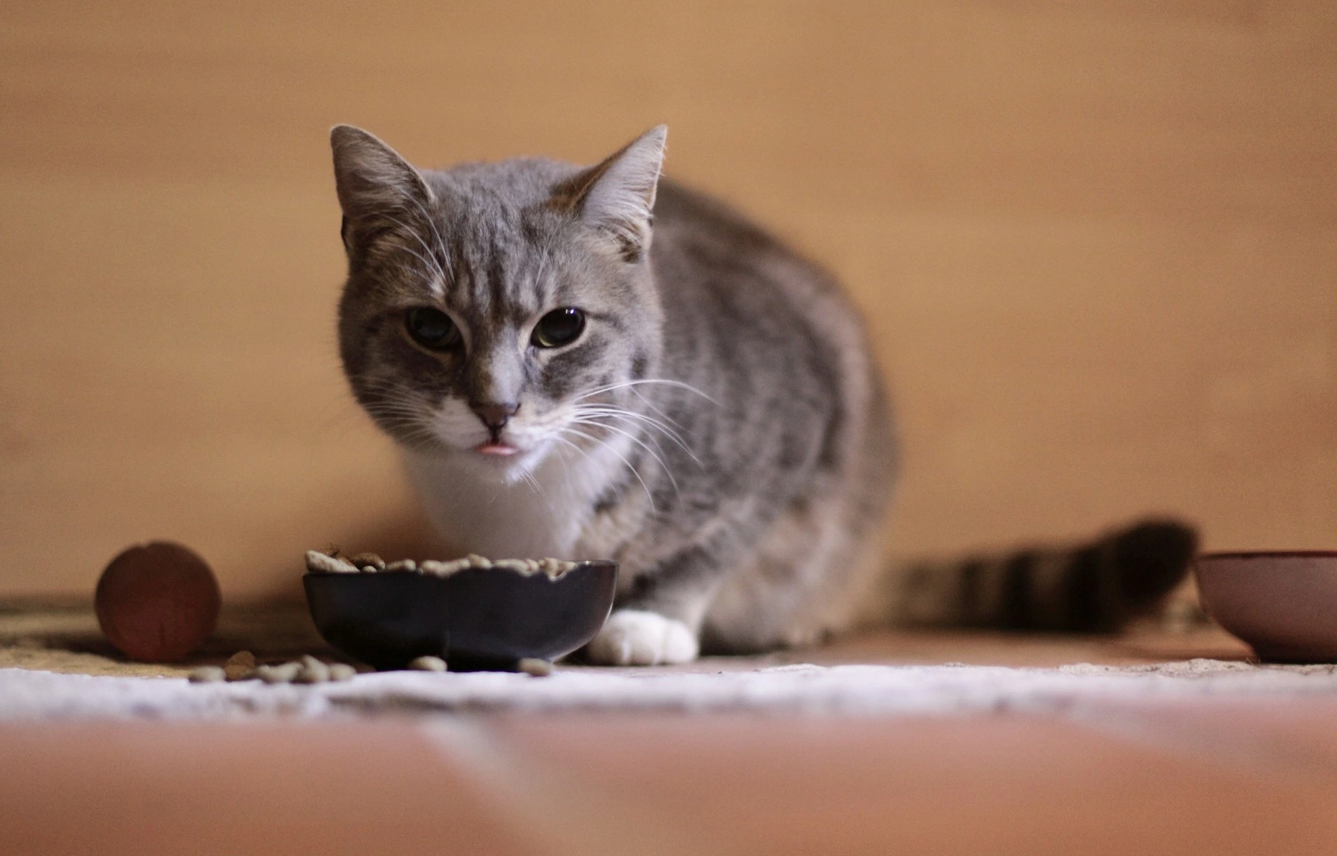 A grey and white tabby cat with its tongue sticking out, sitting behind a bowl of dry food.